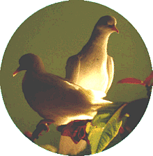 .gif of Doves on Poinsetta